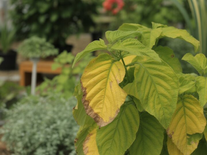 Porque as folhas das plantas ficam amarelas? Causas comuns e soluções eficazes