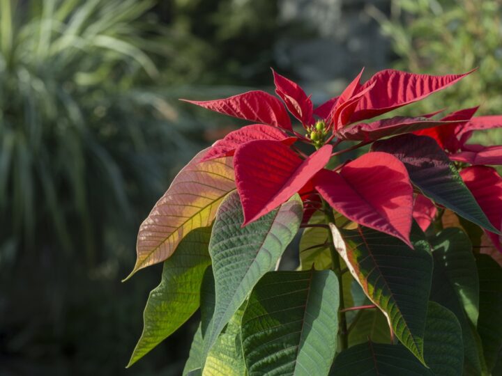 Flor de Natal gosta de sol ou sombra? Guia definitivo para o cultivo ideal
