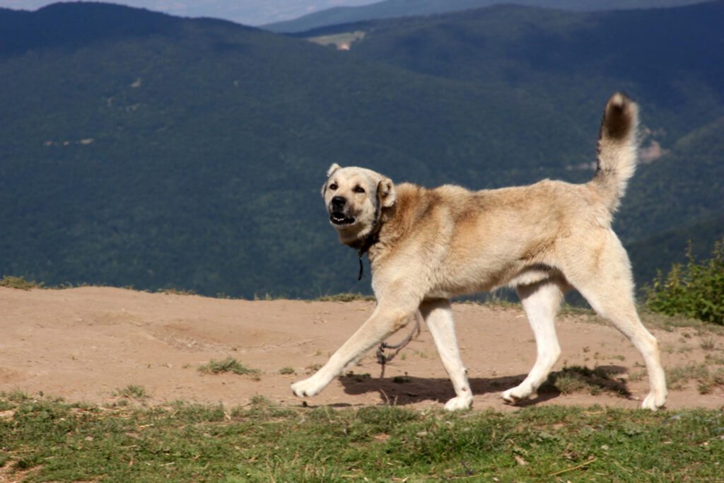 Kangal