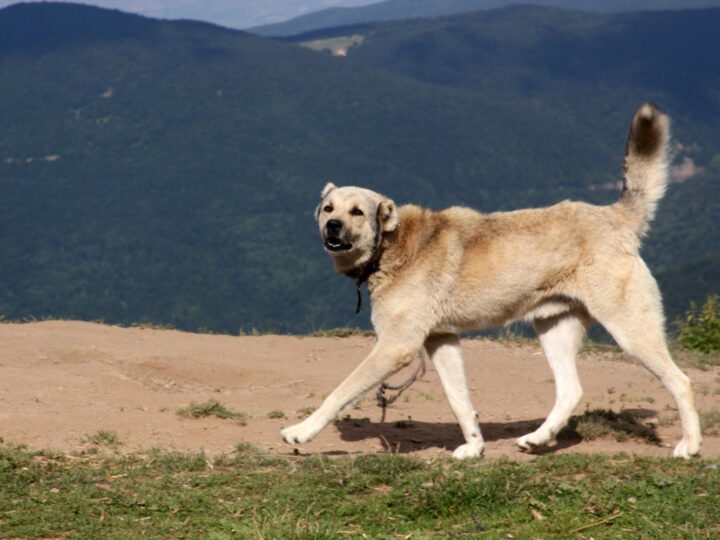 Kangal: Tamanho, Peso e Expectativa de Vida da Raça