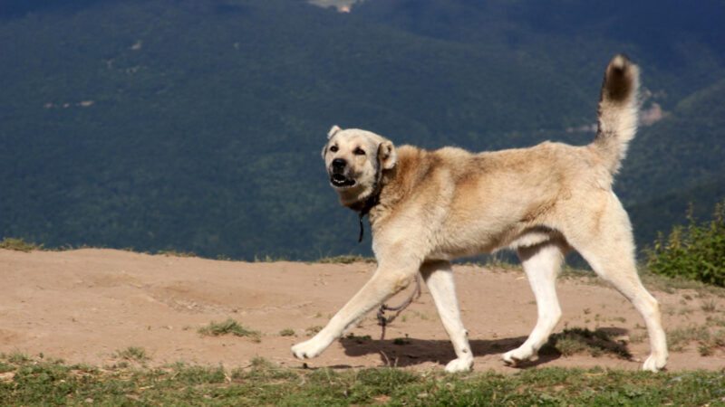Kangal: Tamanho, Peso e Expectativa de Vida da Raça